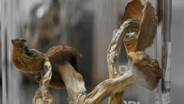 México: Los hongos alucinógenos de la Sierra de Mazateca, entre tradición ancestral y esperanzas científicas