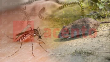 Dengue y leptospirosis suman 555 casos confirmados en República Dominicana durante 2026 Dengue y leptospirosis suman 555 casos confirmados en República Dominicana durante 2026