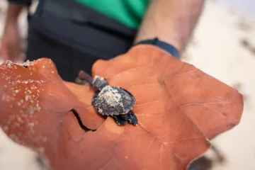 ¿Cómo se protegen las tortugas marinas en RD? La labor de EcoBahía en las costas