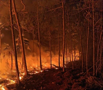 Incendio en Pelempito-Aceitillar entra en fase de liquidación