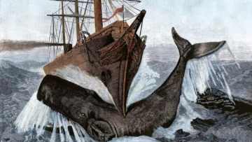 El misterioso órgano de los cachalotes que les da fuerza para hundir barcos El misterioso órgano de los cachalotes que les da fuerza para hundir barcos