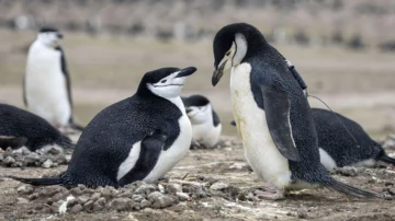 Por qué la mayor colonia de pingüinos del mundo ha perdido dos tercios de su población