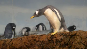 Identifican una nueva especie de pingüino por primera vez en más de 100 años Identifican una nueva especie de pingüino por primera vez en más de 100 años