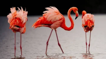 Las imágenes de las fascinantes especies del nuevo atlas de las islas Galápagos Las imágenes de las fascinantes especies del nuevo atlas de las islas Galápagos