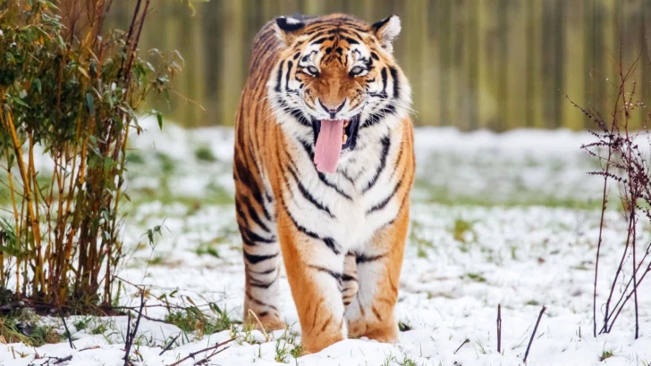 Un hombre muere tras ser atacado por un tigre en un parque de vida silvestre