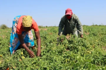 La explotación laboral, el costo oculto de los alimentos en el mundo La explotación laboral, el costo oculto de los alimentos en el mundo