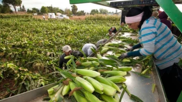 Precios de los alimentos se disparan en el mundo por las guerras y el clima