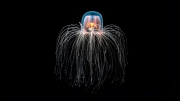 La medusa La medusa