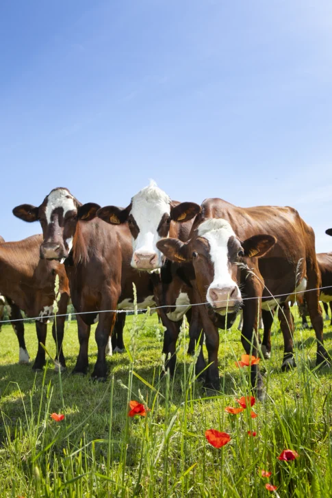 vacas