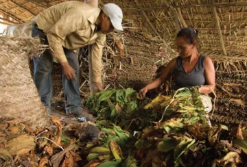 Nueva cosecha tabacalera proyecta producir 330,000 quintales en República Dominicana